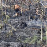 Gefahr für Wald- und Flächenbrände hoch