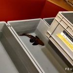 Feuerwehr Fernwald rettet Fische im Wert von 25.000 €